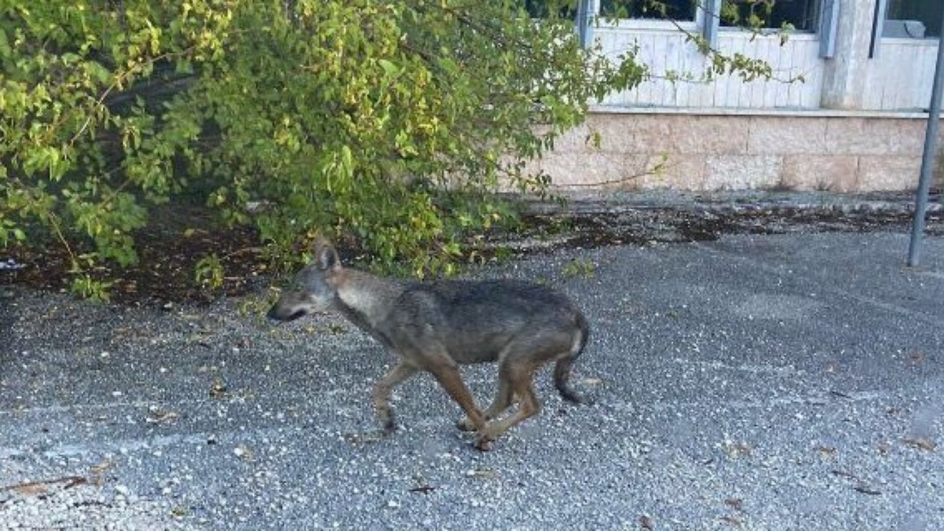 Avvistamento di un presunto lupo a Collemaggio